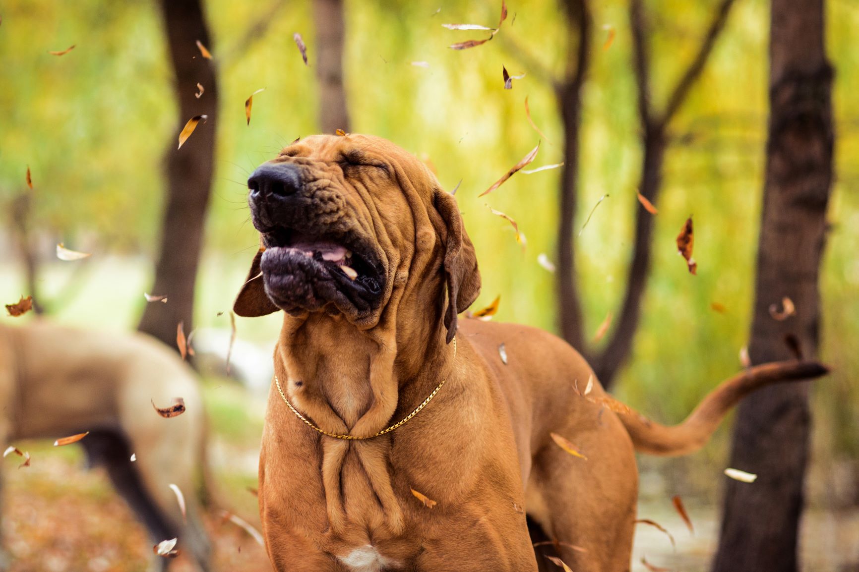 Kennel Cough in | Dog Health & Care | zooplus Magazine