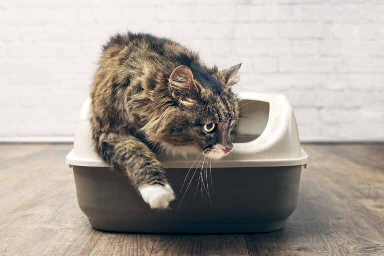 Maine Coon in litter box