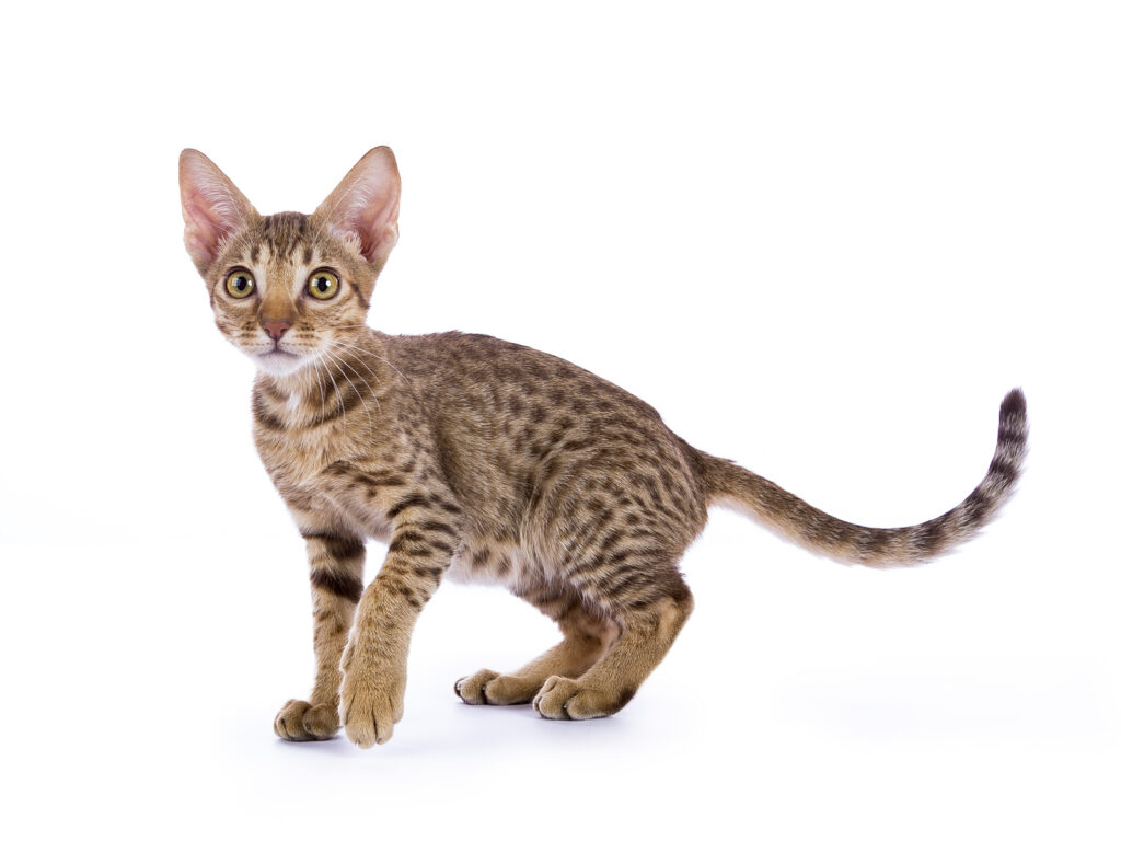 Ocicat kitten