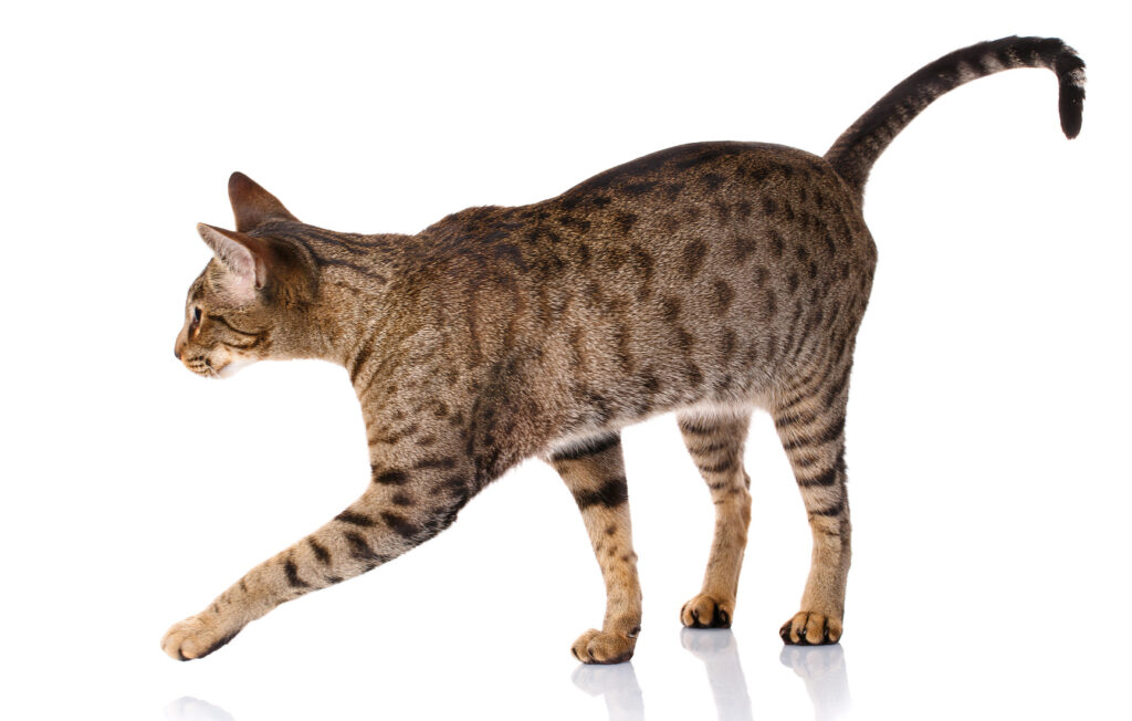 Ocicat side profile