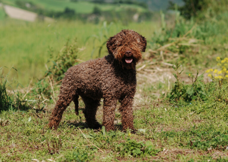 Portrait of a brown lagotto romagnolo