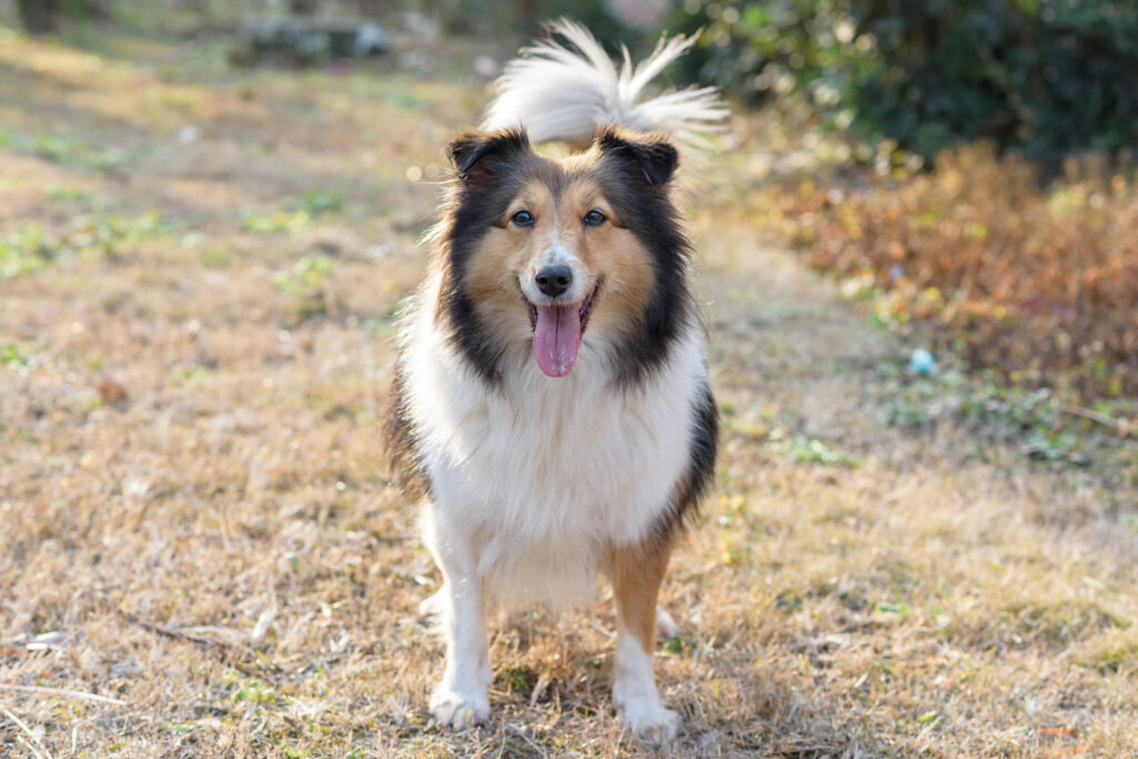 Shetland Sheepdog smiling