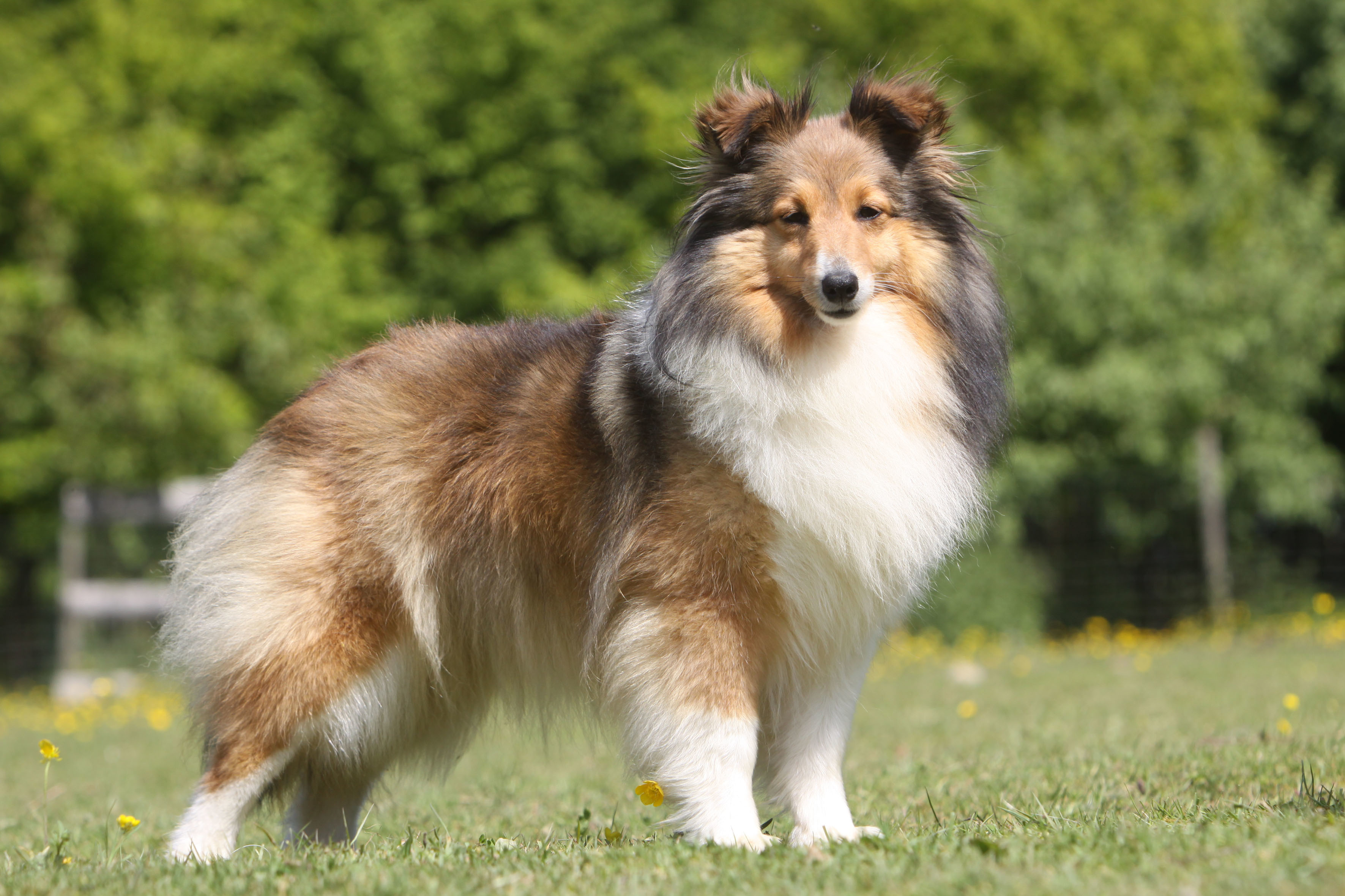 are shelties good apartment dogs