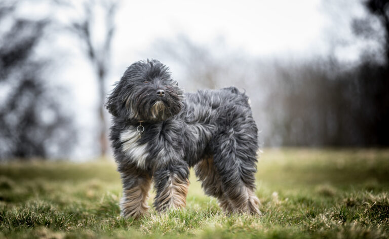 Tibetan Terrier