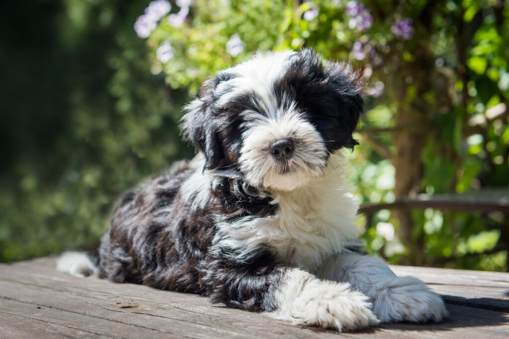 Tibetan Terrier Puppy