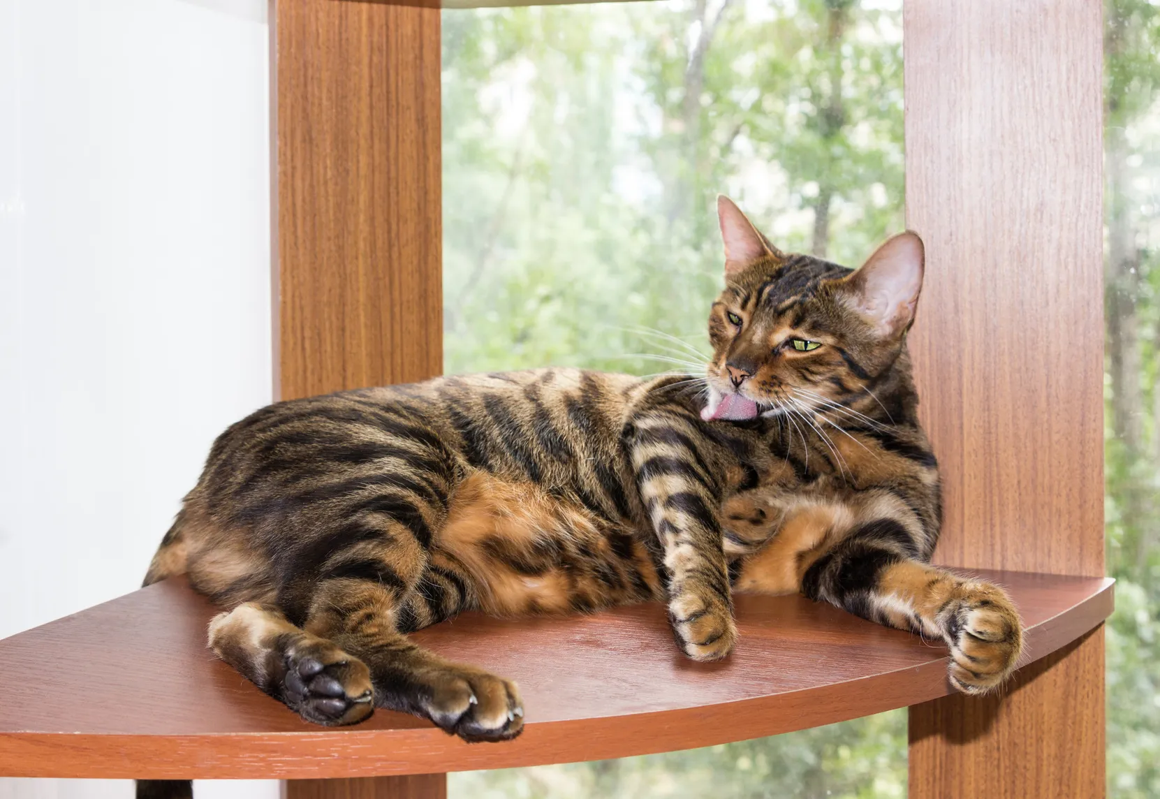 Toyger cat