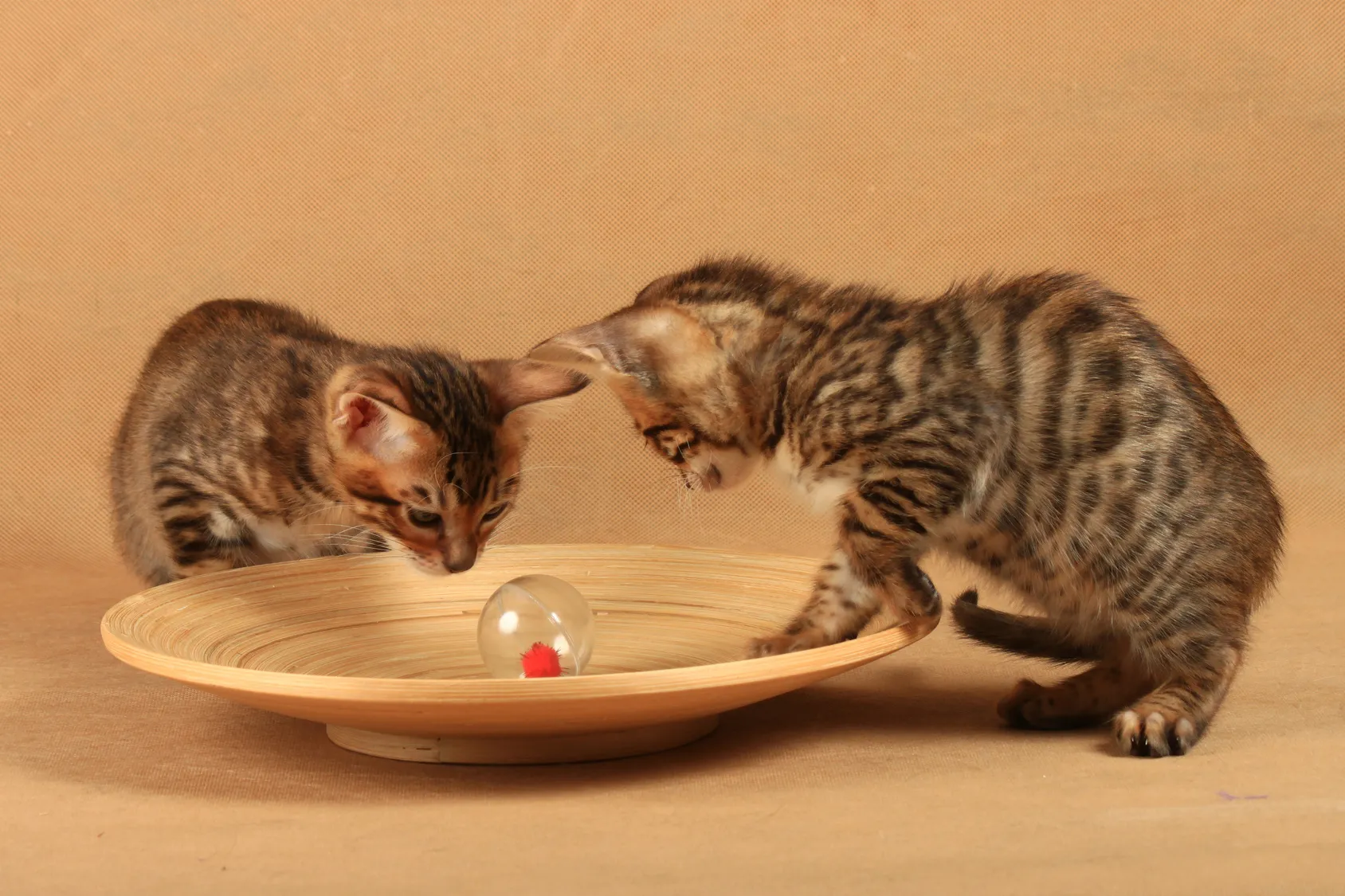 Toyger kittens