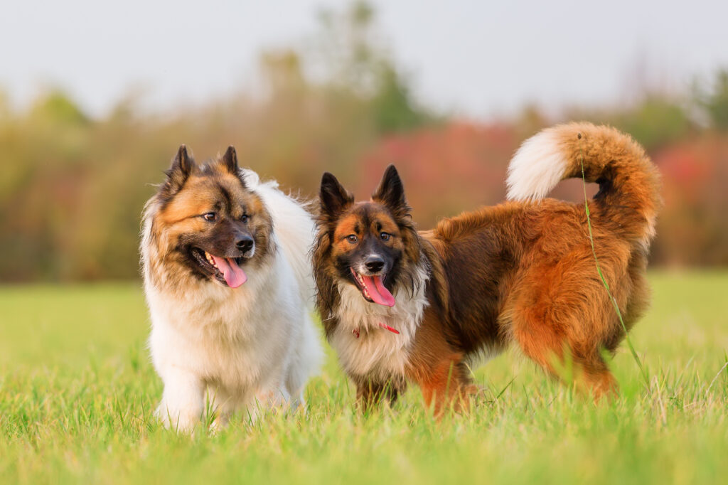 Two Elo Dogs Outdoors Two Elo Dogs Outdoors