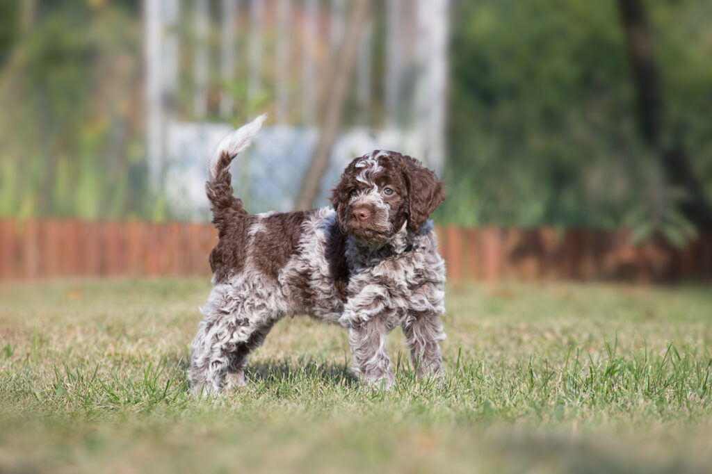 Two-tone lagotto romagnolo puppy