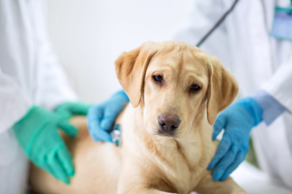 Sick Dog Sick Dog