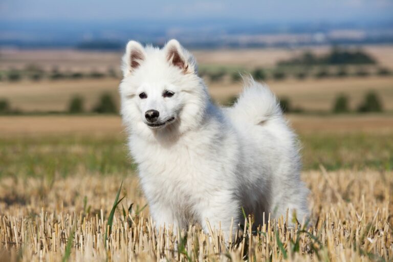 White Giant Spitz