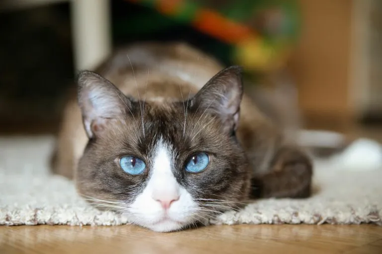 Snowshoe cat