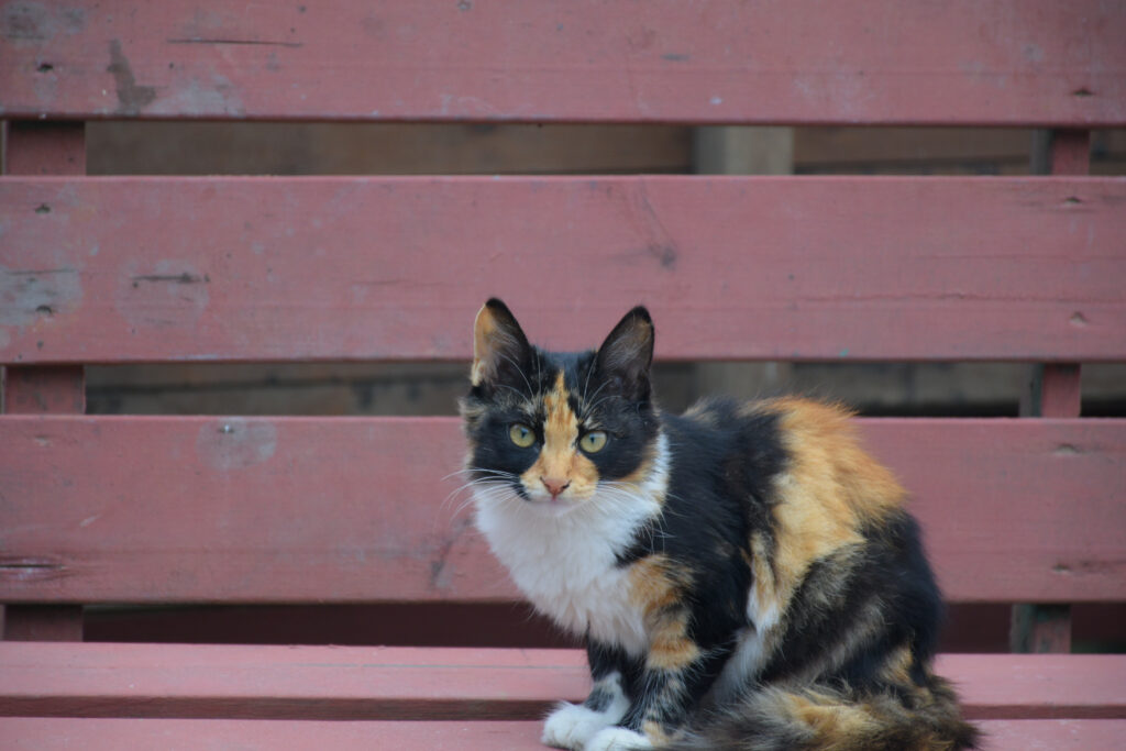 Tricoloured American Wirehair