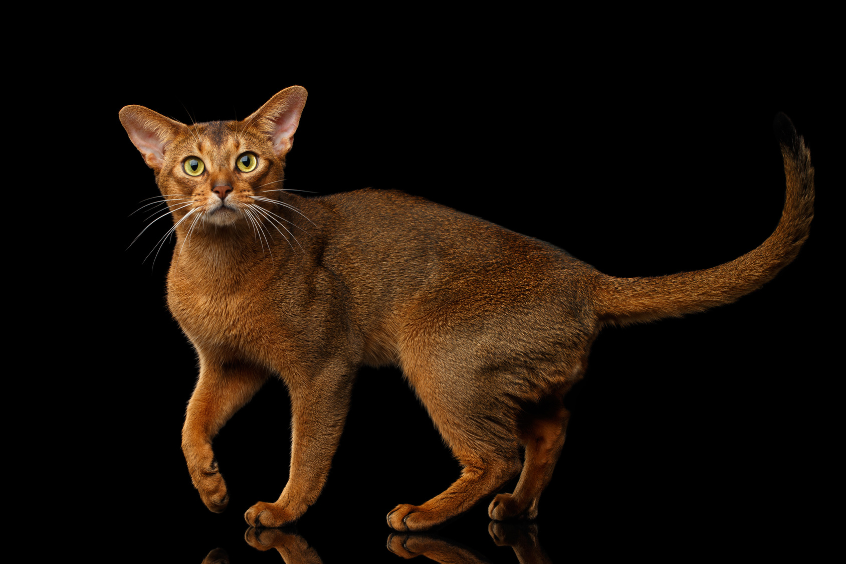 Abyssinian Breed Info & Advice zooplus Magazine