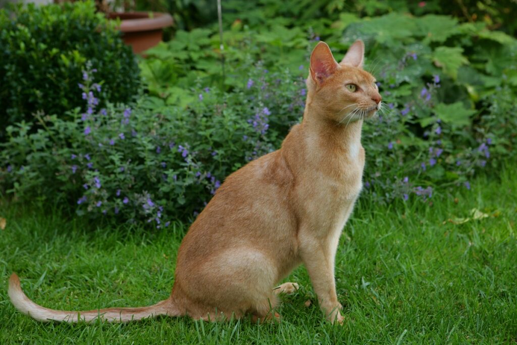 Abyssinian cat sitting on the grass