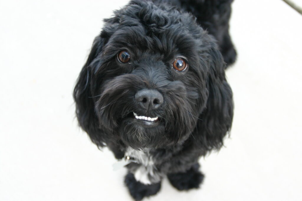 Black maltipoo