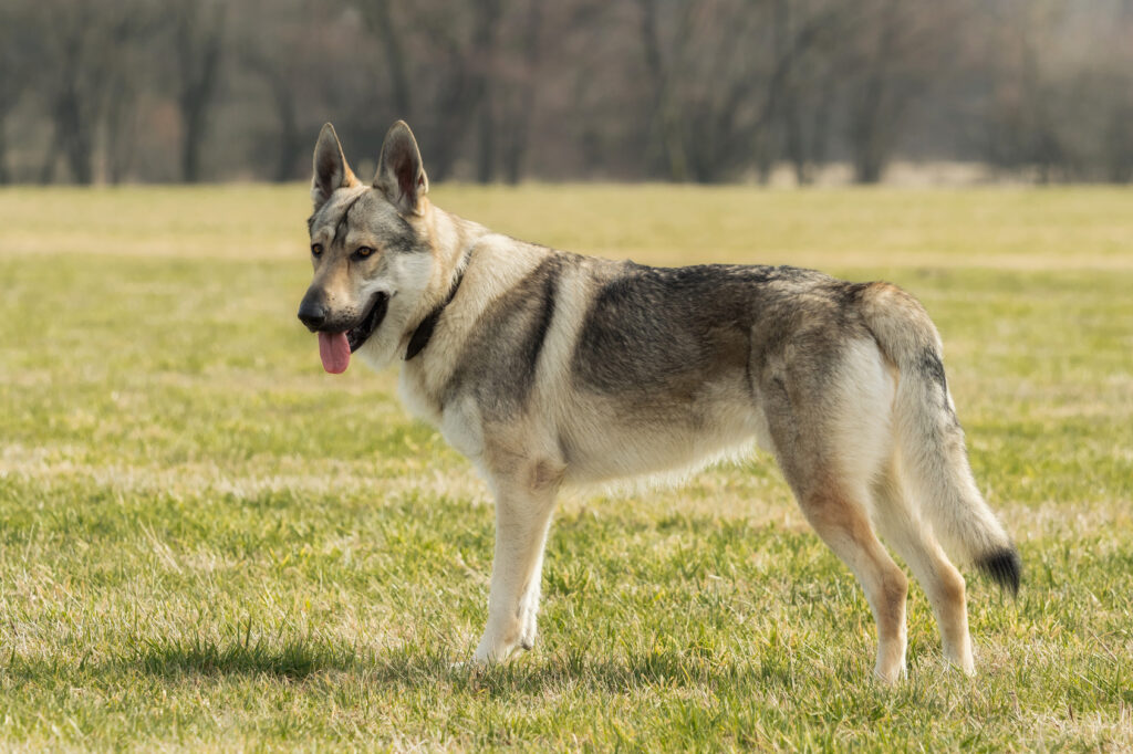 Czechoslovakian Wolfdog in the grass