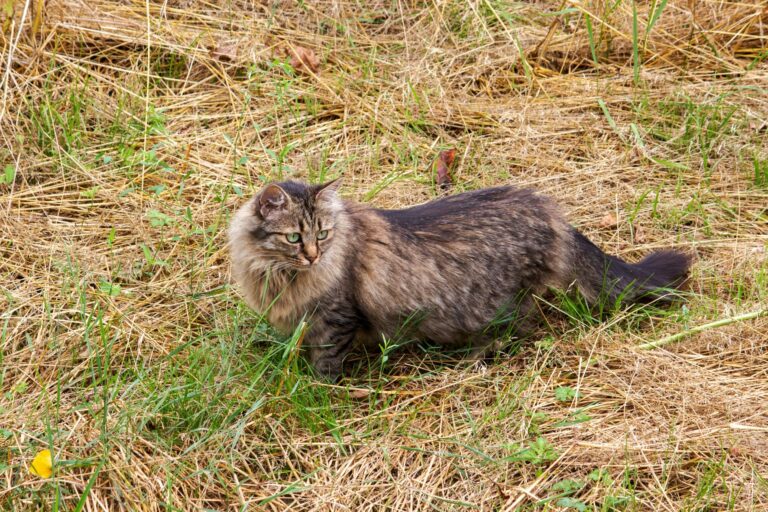 German Longhair Cat