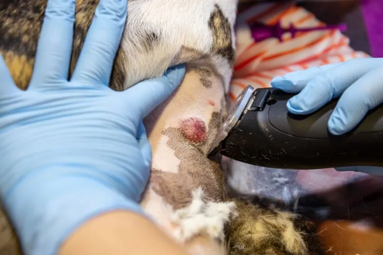 Skin Cancer in Dogs Removal by a Vet