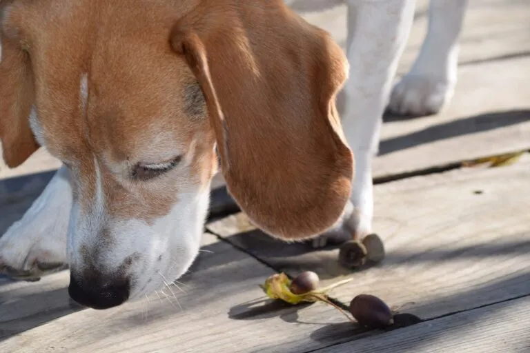 Are acorns poisonous to dogs?