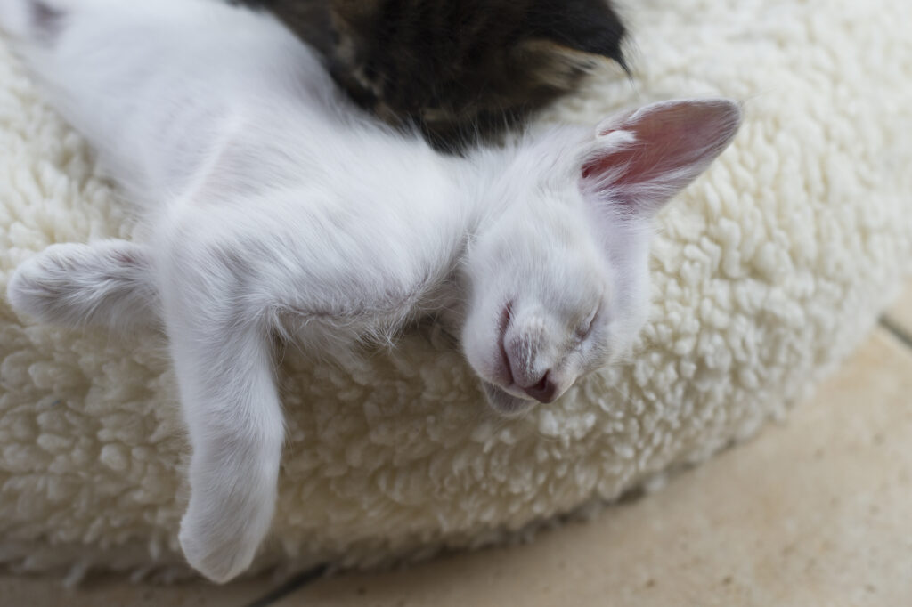 Javanese kitten Javanese kitten