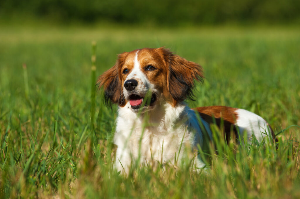 Kooikerhondje lying in a meadow