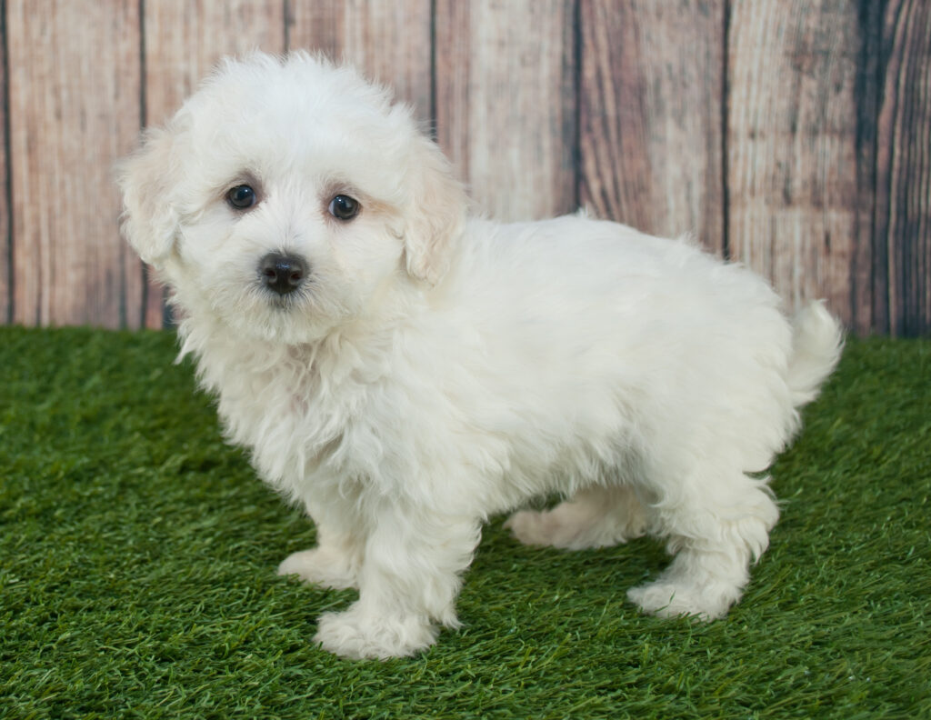 Maltipoo puppy