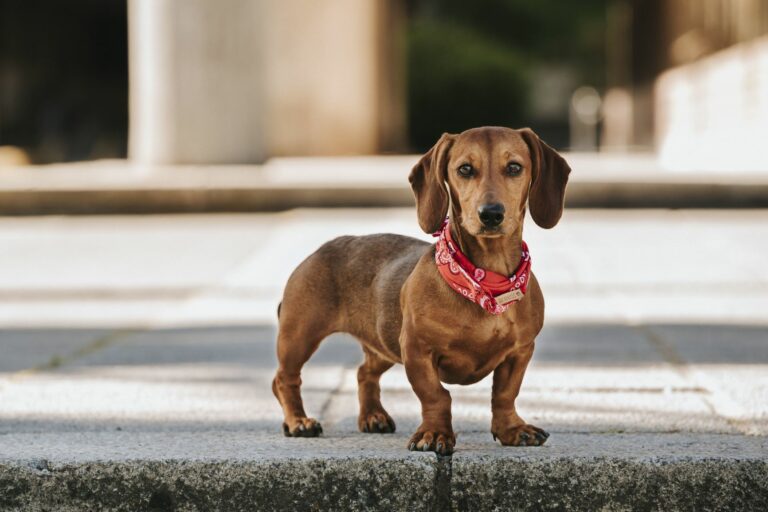 Miniature dachshund