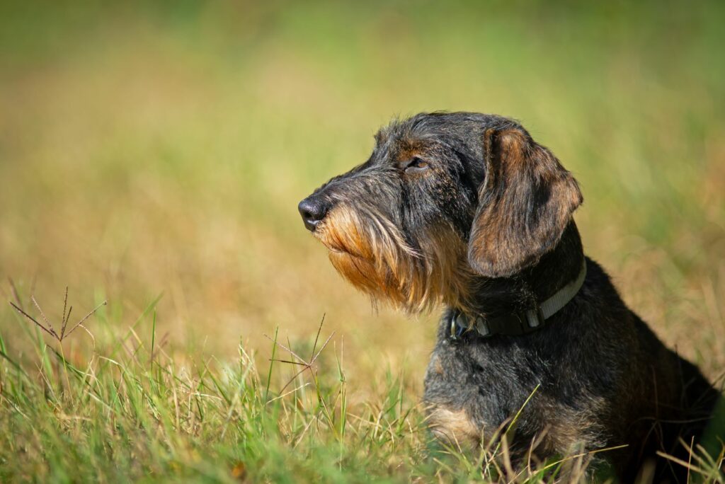 Coarse-haired Miniature Dachshund Coarse-haired Miniature Dachshund