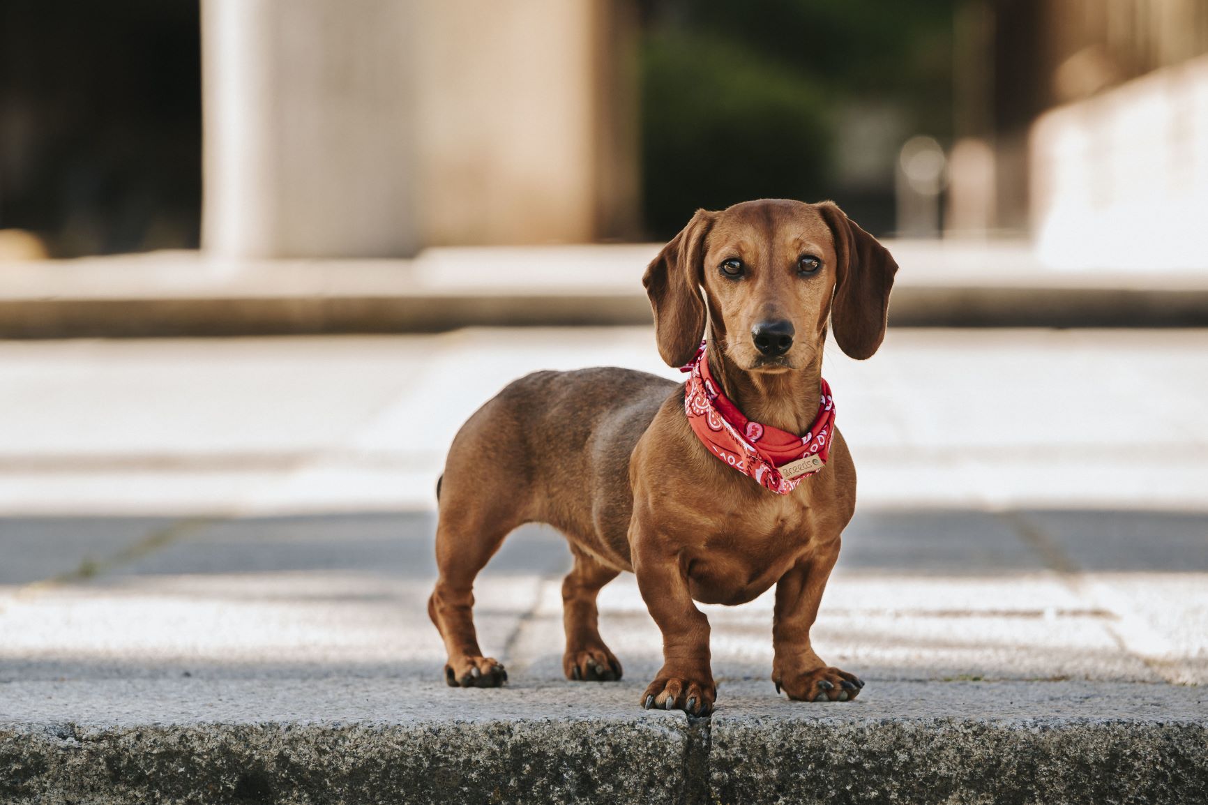 can miniature dachshunds climb stairs