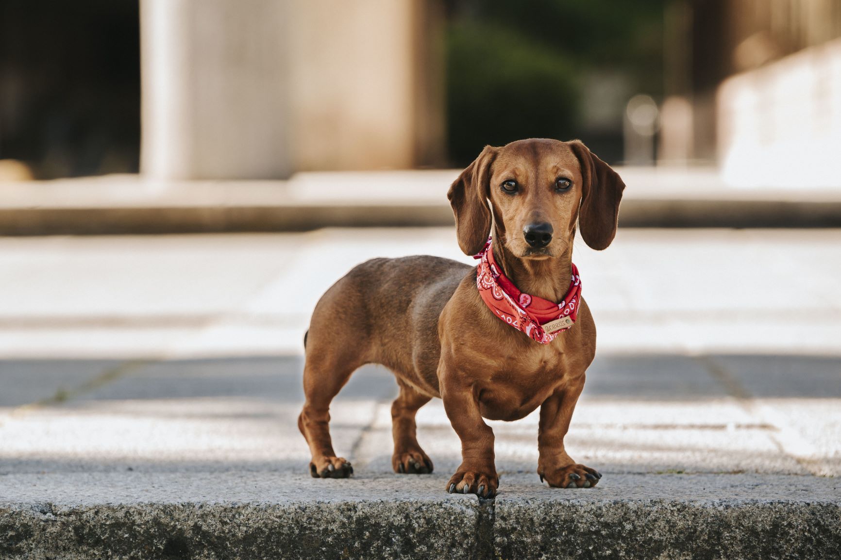 Dachshund Miniature At Jeremiah Jobe Blog Dachshund Miniature At Jeremiah Jobe Blog