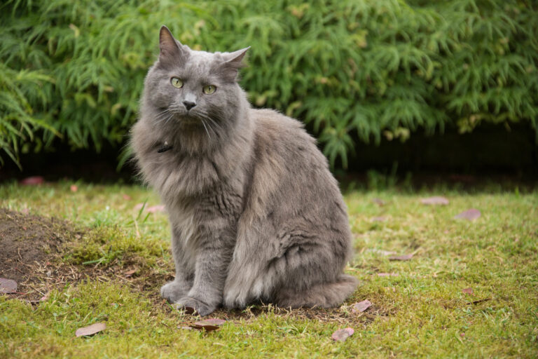 Nebelung sitting on the grass