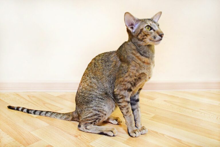 Oriental Shorthair