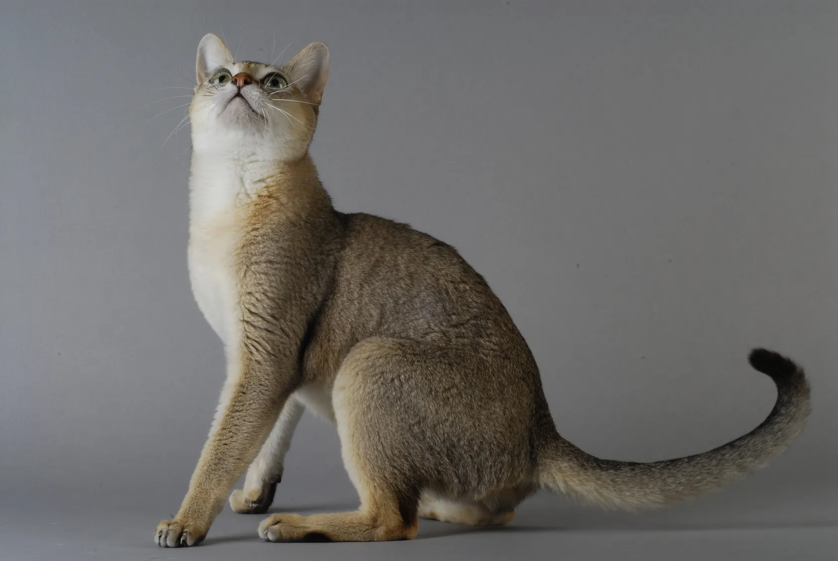 Singapura Cat