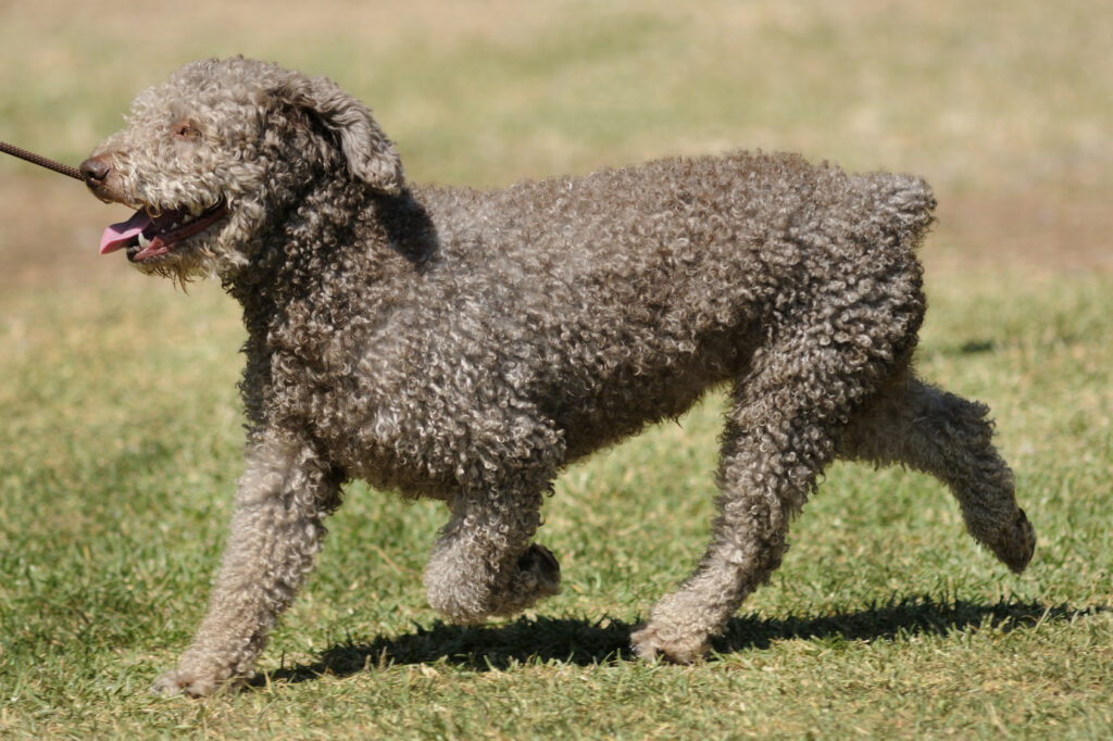 Spanish Water Dog in the grass