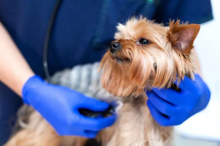 Tracheal Collapse in Dogs Diagnosis by Veterinarian