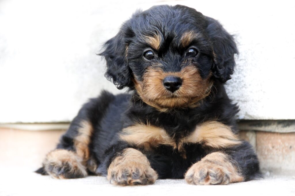 Two-tone Cavapoo Puppy