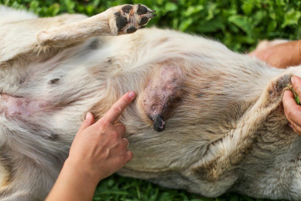 A mammary tumour in a female dog's teat