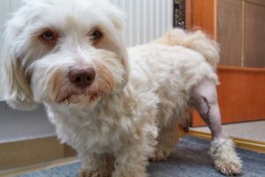 Patellar Luxation in Dogs: Symptoms, Causes & Treatment