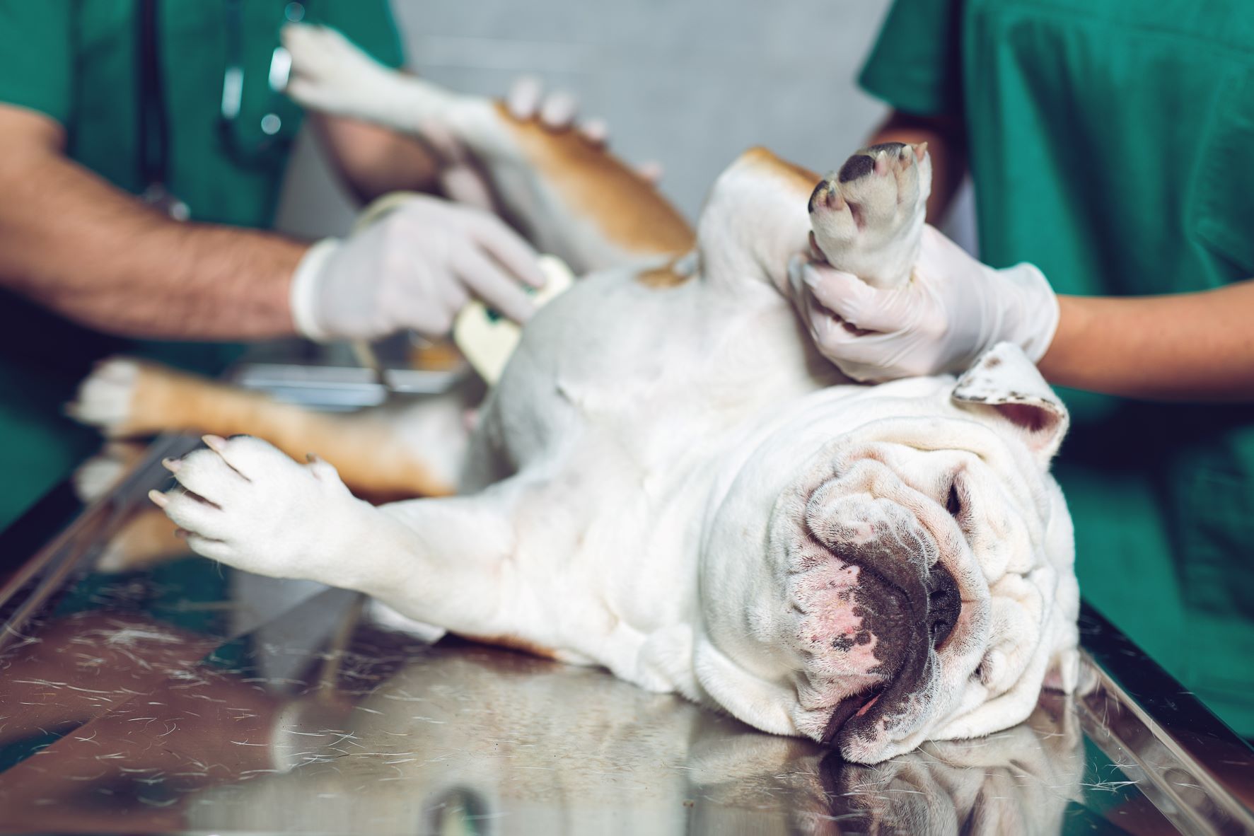 how much does bladder stone surgery cost for dogs