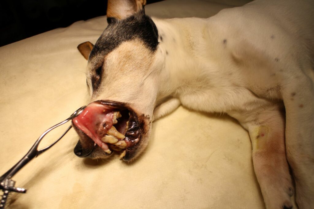 Dog with severe gum inflammation and periodontitis