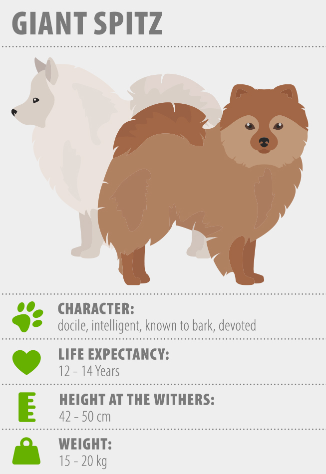 Giant Spitz fact sheet