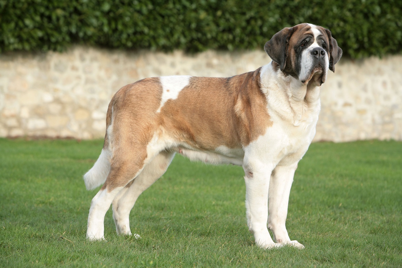 St. Bernard: characteristics, price, appearance - zooplus Magazine