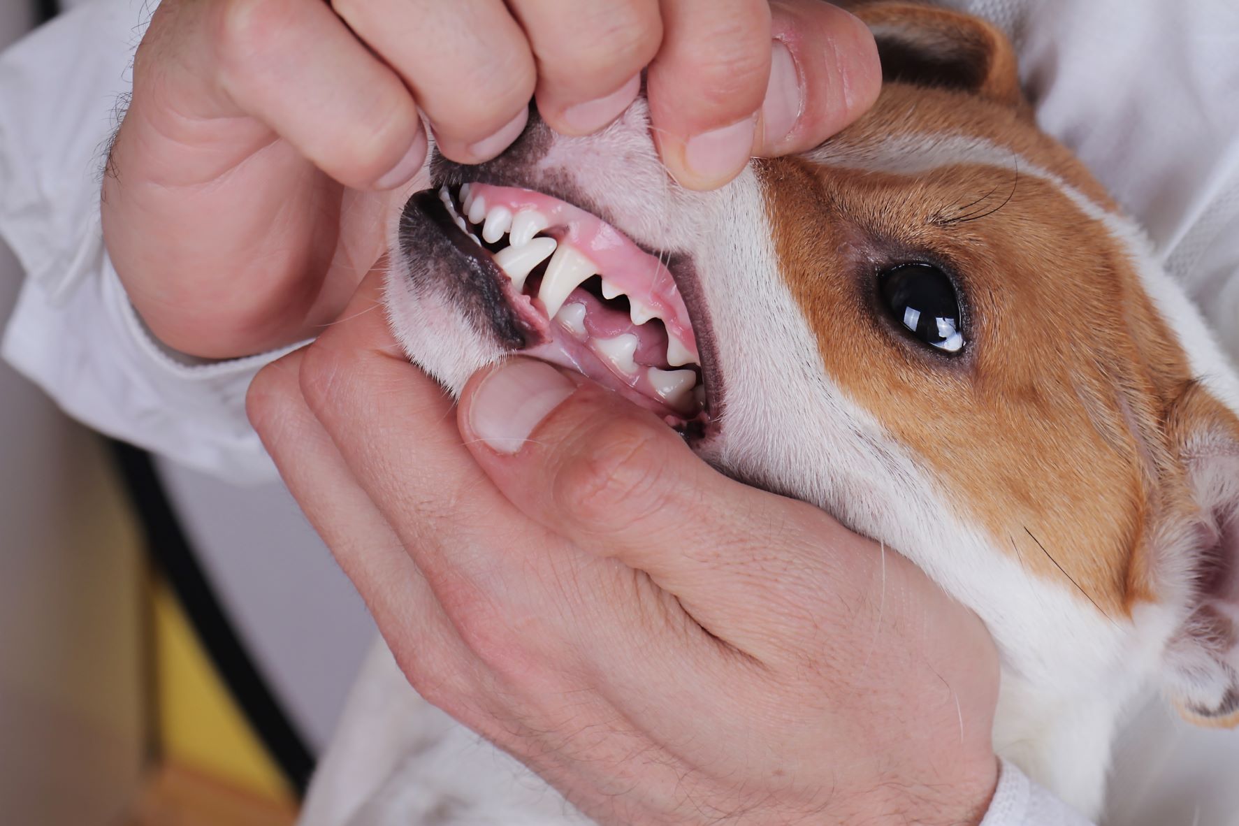 Gum Inflammation In Dogs Gingivitis Health And Care Zooplus Magazine