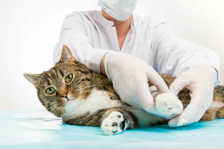 Limping cat - paw injuries in cats