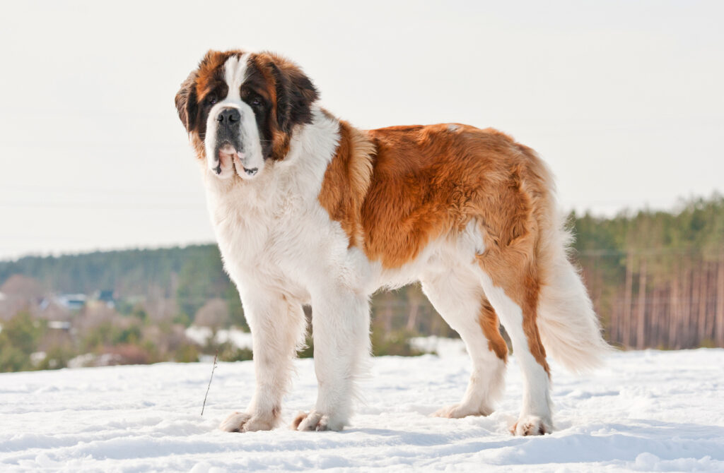 St Bernard walking on snow