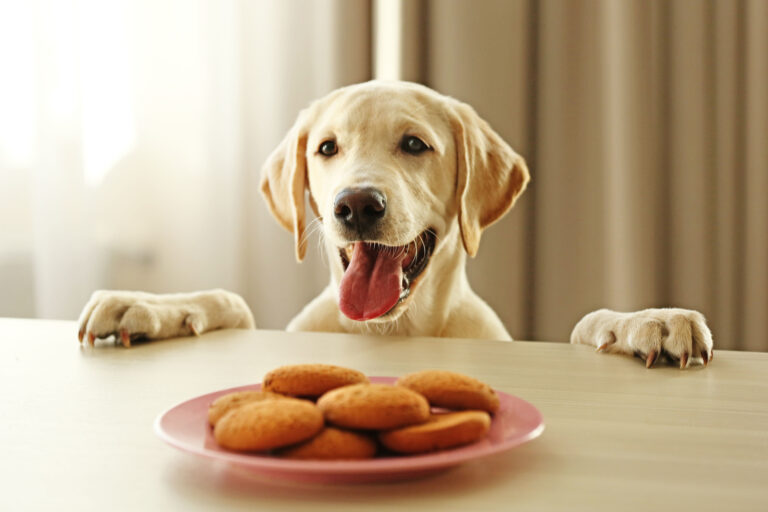 Baking dog cakes