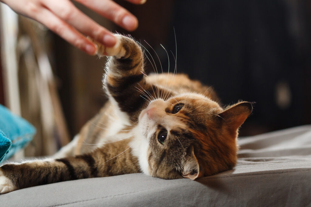 Cat giving paw Cat giving paw