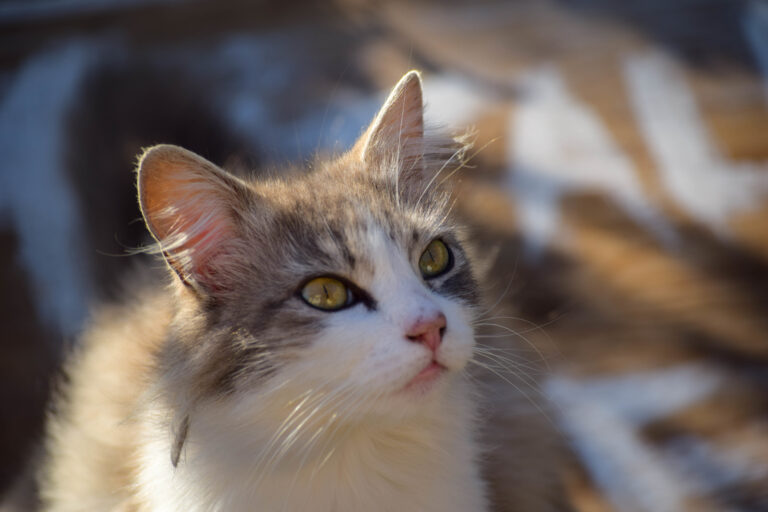 Coconut oil for cats