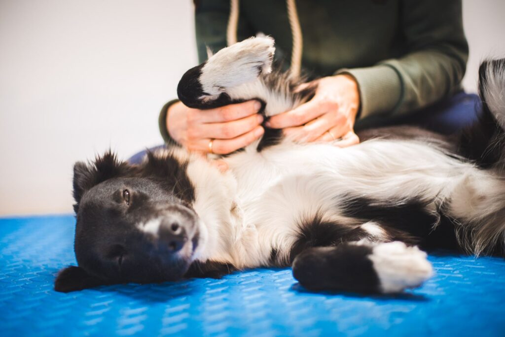 Dog receiving a massage